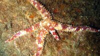 040 Etoile épineuse (Coscinasterias tenuispina)